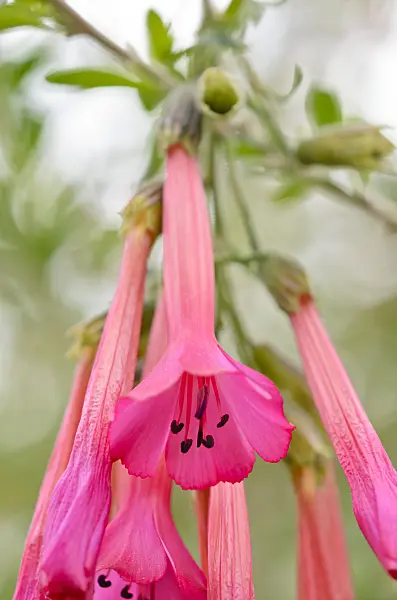 531137 - Sacred-flower-of-the-Incas (Cantua buxifolia)