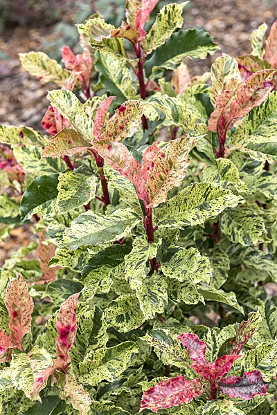 625294 - Sägeblättrige Glanzmispel (Photinia serratifolia 'Pink Crispy')