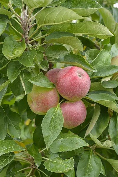 558168 - Säulenapfel (Malus x domestica 'Campanilo Secundo')