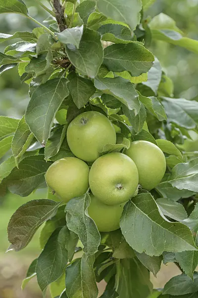 547183 - Säulenapfel (Malus x domestica 'Greencats')