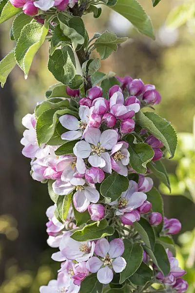 616030 - Säulenapfel (Malus x domestica 'Greencats')