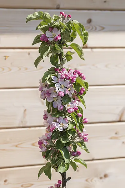 616031 - Säulenapfel (Malus x domestica 'Greencats')