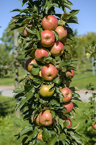593140 - Säulenapfel (Malus x domestica 'Jucunda')