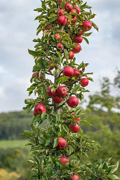 675225 - Säulenapfel (Malus x domestica 'Jucunda')