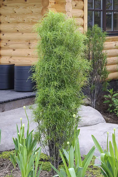 526098 - Säulenfaulbaum (Frangula alnus 'Fine Line Ron Williams')