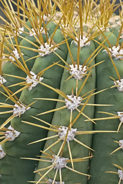 365029 - Säulenkaktus (Trichocereus terscheckii)
