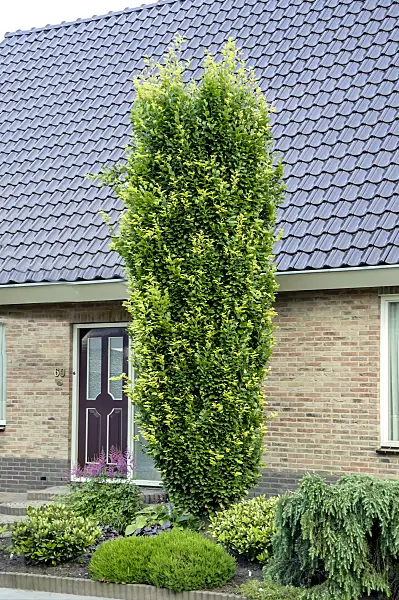 593082 - Säulenrotbuche (Fagus sylvatica 'Dawyck')