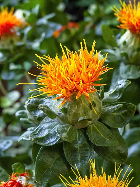 462001 - Safflower (Carthamus tinctorius)