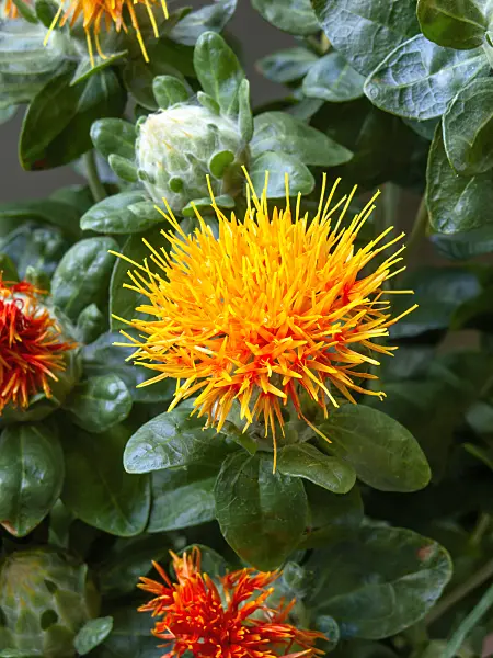 462002 - Safflower (Carthamus tinctorius)