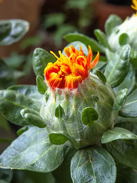 462003 - Safflower (Carthamus tinctorius)