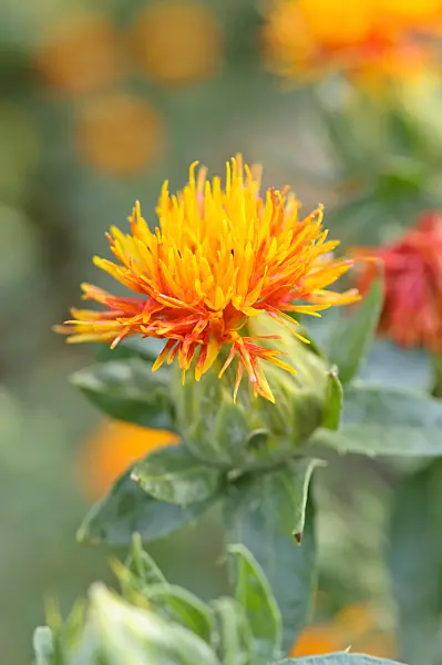 486132 - Safflower (Carthamus tinctorius)