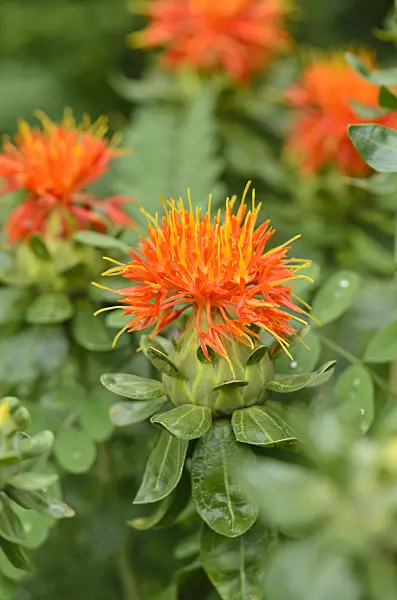 522091 - Safflower (Carthamus tinctorius)