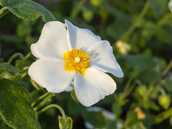 458005 - Sage-leaved rock rose (Cistus salviifolius)