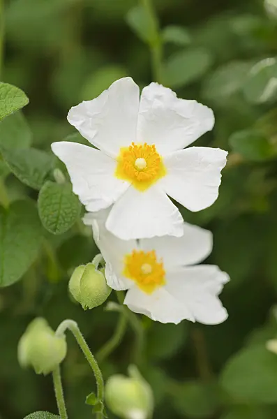 531200 - Sage-leaved rock rose (Cistus salviifolius)
