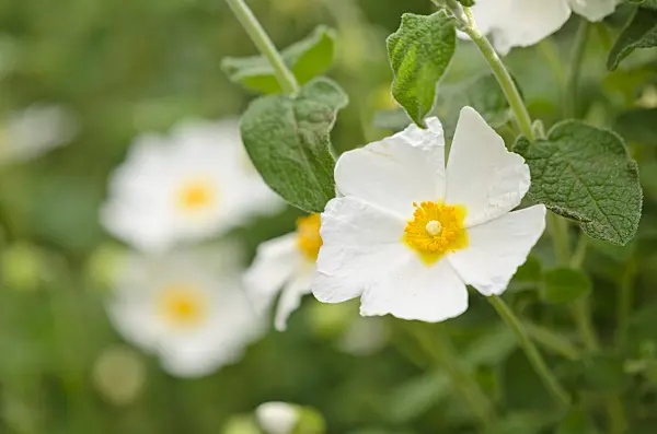 531201 - Sage-leaved rock rose (Cistus salviifolius)