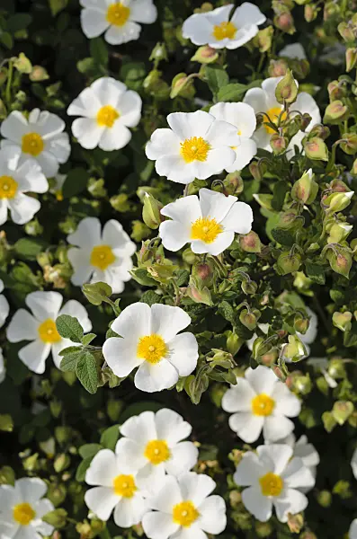 533268 - Sage-leaved rock rose (Cistus salviifolius 'Prostratus')