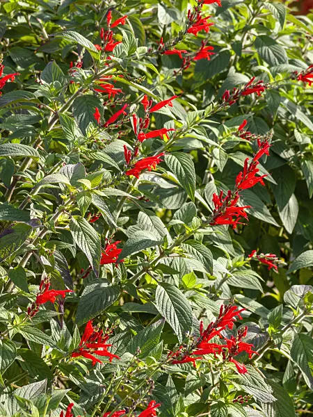 442104 - Sage (Salvia)