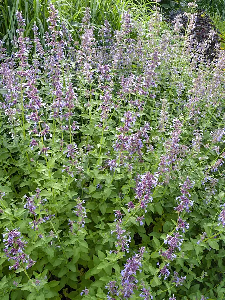 449025 - Sage (Salvia)