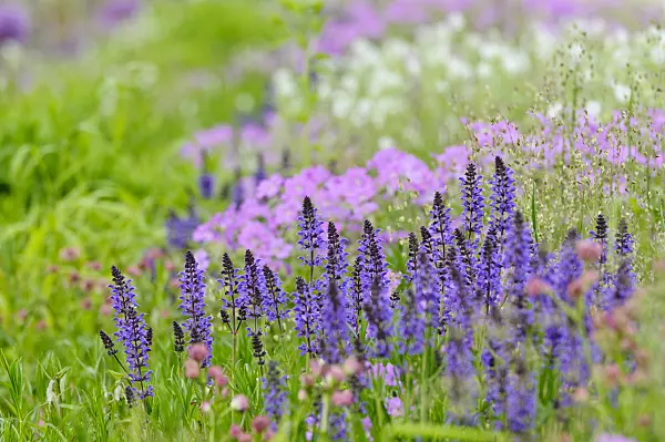 485046 - Sage (Salvia)