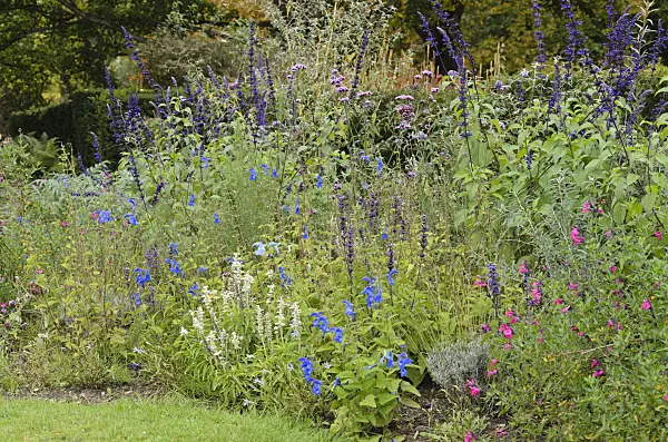 549131 - Sage (Salvia)
