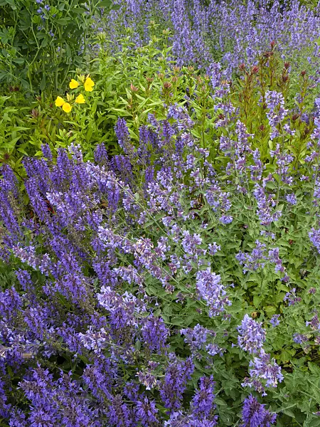 414044 - Sage (Salvia) and evening primrose (Oenothera)