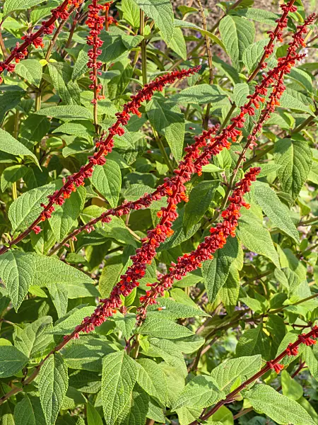 453056 - Sage (Salvia confertifolia)