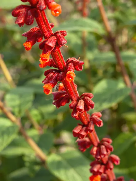 453057 - Sage (Salvia confertifolia)
