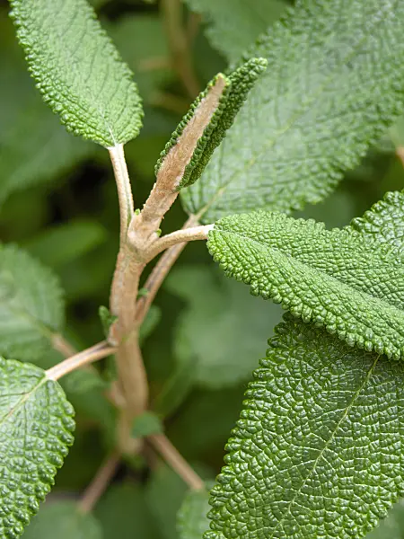 426157 - Sage (Salvia corrugata)