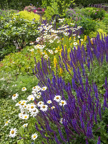 485167 - Sage (Salvia), daisy (Leucanthemum) and loosestrife (Lysimachia)
