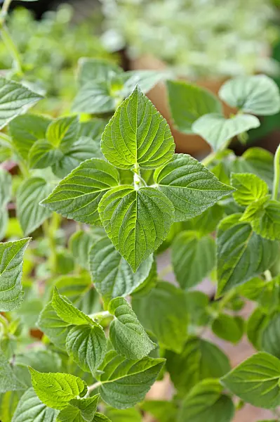 484234 - Sage (Salvia elegans 'Mello')