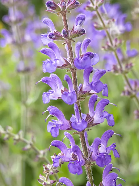 427024 - Sage (Salvia grandiflora)