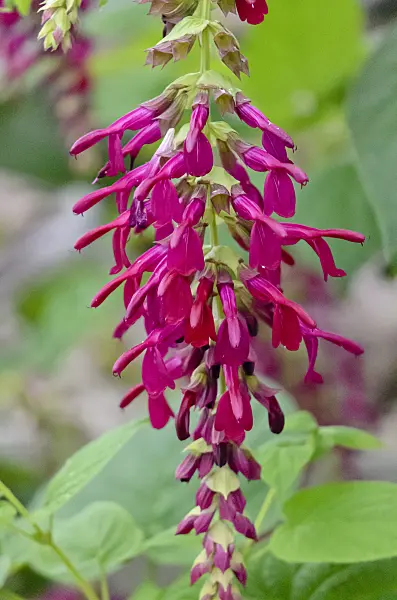 553028 - Sage (Salvia gravida)