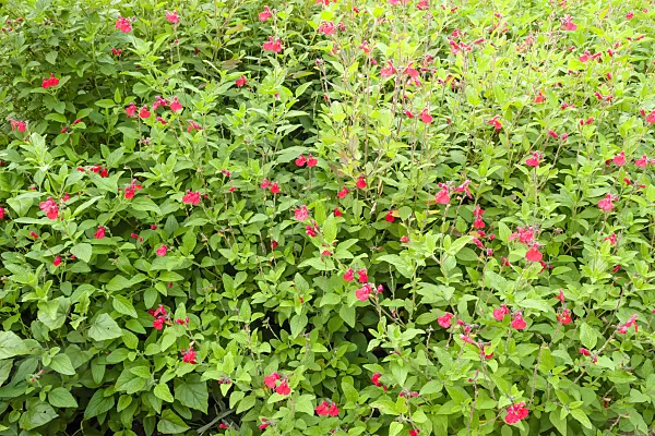 452229 - Sage (Salvia heerii)