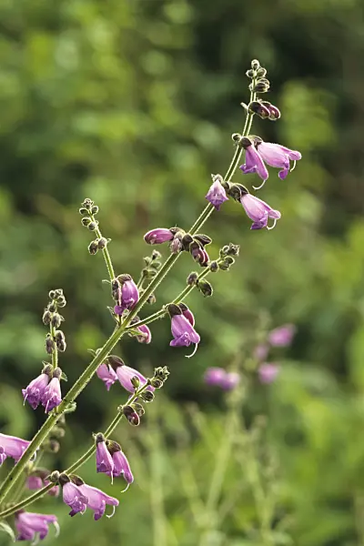 391046 - Sage (Salvia hians)