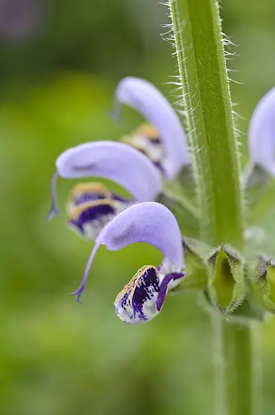 496002 - Sage (Salvia indica)