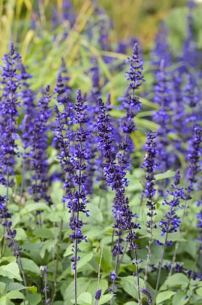 525293 - Sage (Salvia longispicata x farinacea 'Mystic Spires Blue')