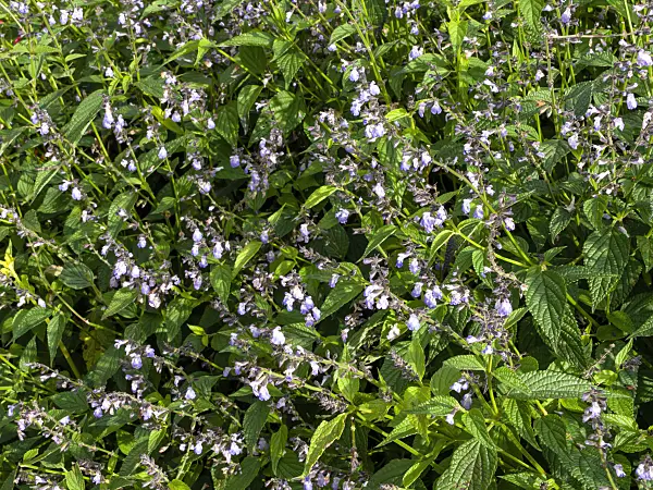 465308 - Sage (Salvia misella)