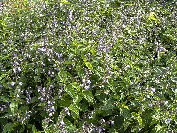 465309 - Sage (Salvia misella)
