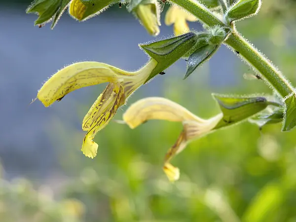 427230 - Sage (Salvia nubicola)
