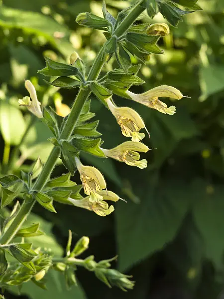 427232 - Sage (Salvia nubicola)
