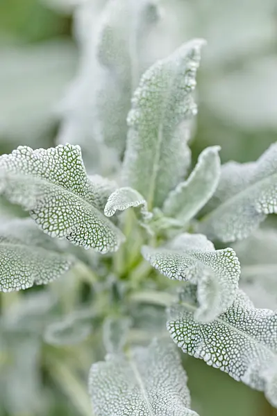 469012 - Sage (Salvia pomifera)