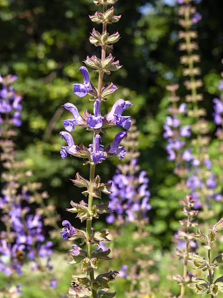 439285 - Sage (Salvia stenophylla)