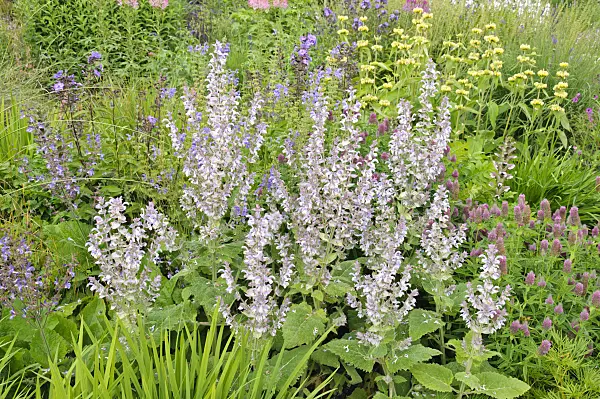 486089 - Sage (Salvia transsylvanica)
