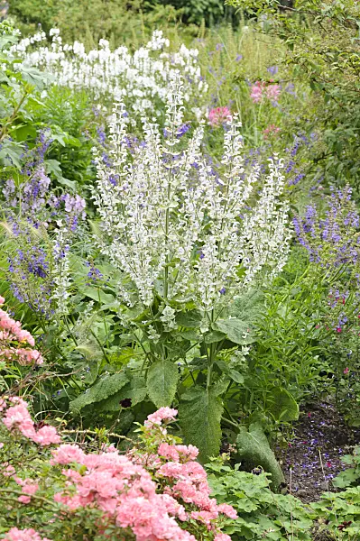 486094 - Sage (Salvia transsylvanica)