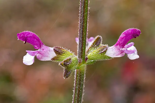 562006 - Sage (Salvia viscosa)