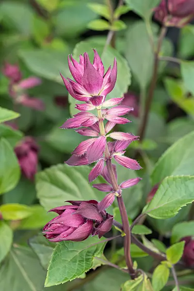 664418 - Sage (Salvia x cultorum 'Love and Wishes')