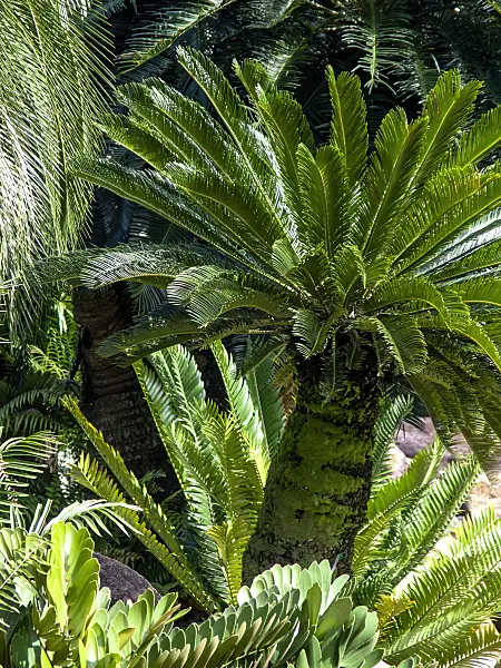 434289 - Sago palm (Cycas revoluta)