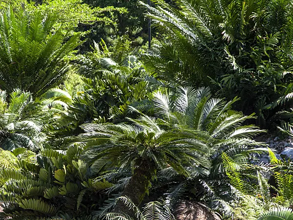 434391 - Sago palm (Cycas revoluta)