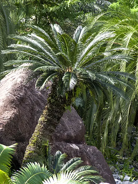 434389 - Sago palm (Cycas revoluta) in front of big rocks