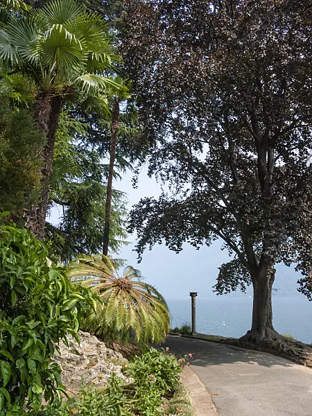 414085 - Sago palm (Cycas revoluta), Villa Heleneum, Lugano, Switzerland
